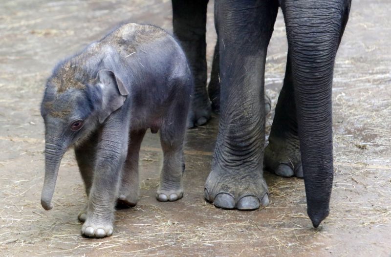 Maxmilián je první slůně narozené i počaté v pražské zoo.