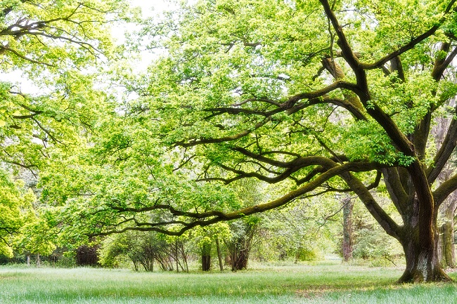 Na světě je přes šest desítek tisíc různých stromů (ilustrační foto).