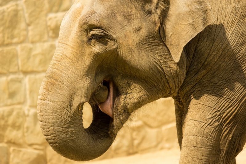 Ostravská zoo pořádá speciální program nazvaný Den pros slony.