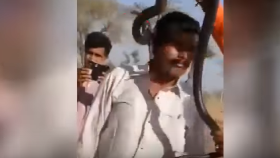 Snaha o video s hadem kolem krku stála muže život. Snaha o video s hadem kolem krku stála muže život.