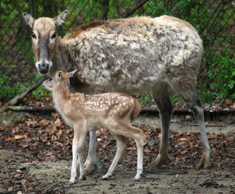 Tento týden se v brněnské zoo narodil jelen milu.