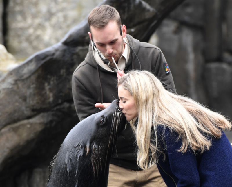 Pražská zoo letos zahájila 86. sezonu. Snímek z zážitkové trasy s lachtanem Melounkem. Pražská zoo letos zahájila 86. sezonu. Snímek z zážitkové trasy s lachtanem Melounkem.