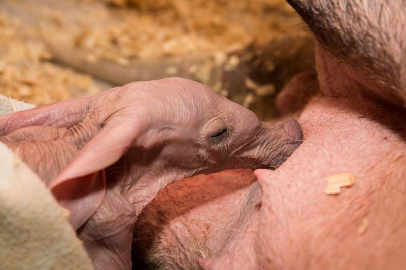 První mládě hrabáče kapského narozené ve dvorské zoo. První mládě hrabáče kapského narozené ve dvorské zoo.