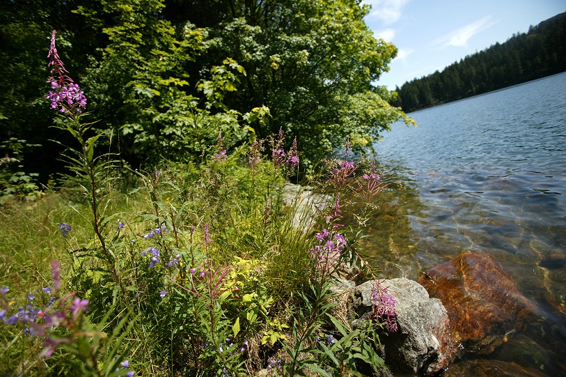 Šumavské Černé jezero.