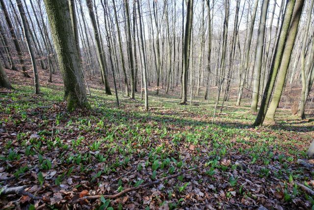 Ilustrační foto.