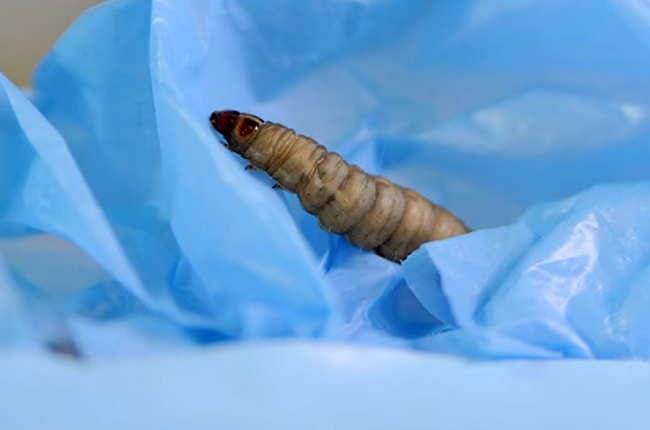 Larva zavíječe voskového.