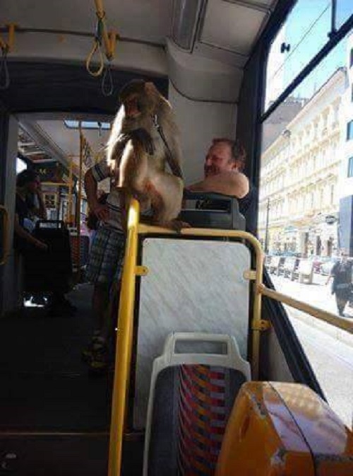 Opice v tramvaji číslo 8 vzbudila rozruch. 