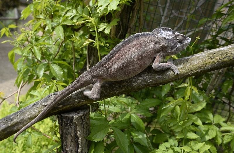 Na snímku je chameleon ze Zoo Zájezd u Buštěhradu.