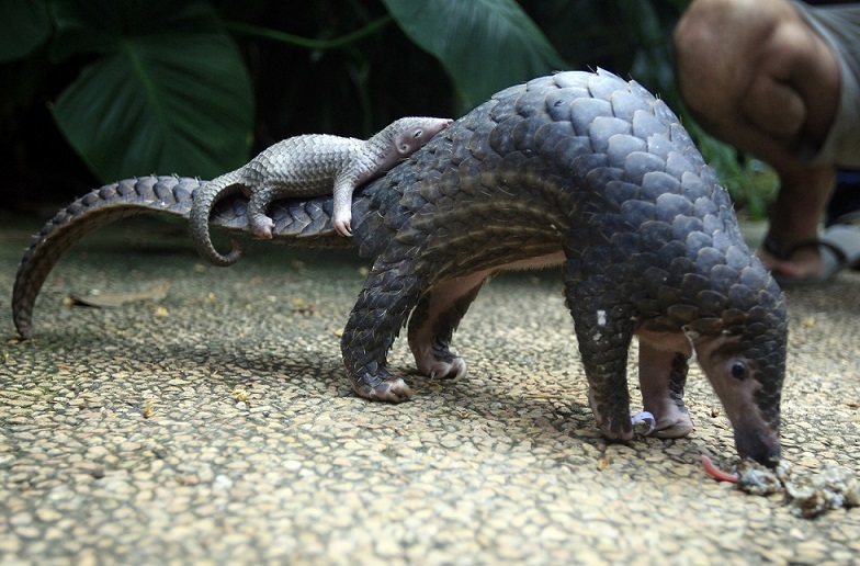 Luskoun a jeho mládě v indonéské zoo.