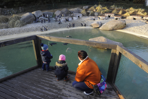 Výběh tučňáků Humboldtových v plzeňské zoo. Výběh tučňáků Humboldtových v plzeňské zoo.