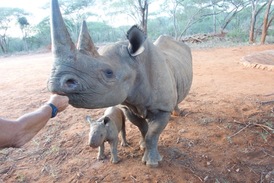 Zoo Dvůr Králové patří mezi nejúspěšnější chovatele nosorožců dvourohých.