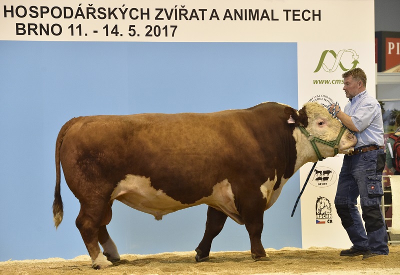 Zhruba 900 kusů skotu, ovcí, koz, prasat a koní je k vidění na Národní výstavě hospodářských zvířat, která začala 11. května na brněnském výstavišti. Akce se letos koná společně s veletrhem Natur Expo Brno (veletrh udržitelného života v krajině), Národní výstavou myslivosti a veletrhem pro živočišnou výrobu Animal Tech. Končí 14. května. Zhruba 900 kusů skotu, ovcí, koz, prasat a koní je k vidění na Národní výstavě hospodářských zvířat, která začala 11. května na brněnském výstavišti. Akce se letos koná společně s veletrhem Natur Expo Brno (veletrh udržitelného života v krajině), Národní výstavou myslivosti a veletrhem pro živočišnou výrobu Animal Tech. Končí 14. května.