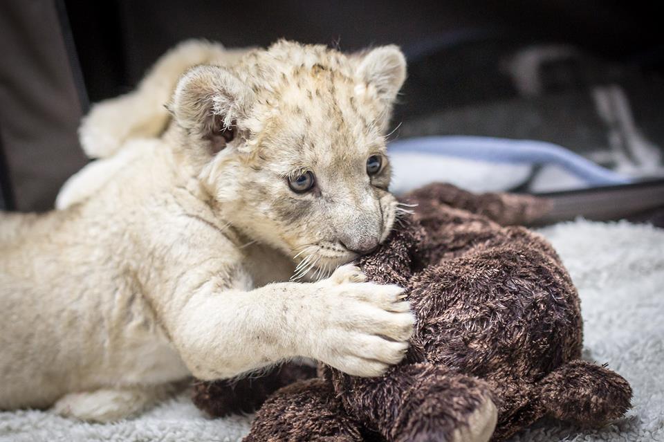 Jihoafrický bílý lev, který se narodil v zajetí v ZOO Dvorec.