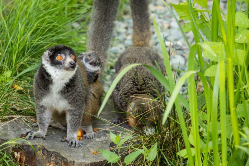Lemur mongoz patří mezi ohrožené druhy zvířat.