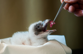 V zoo Ostrava bylo úspěšně odchodáno osm mláďat a pět adoptováno náhradními rodiči.