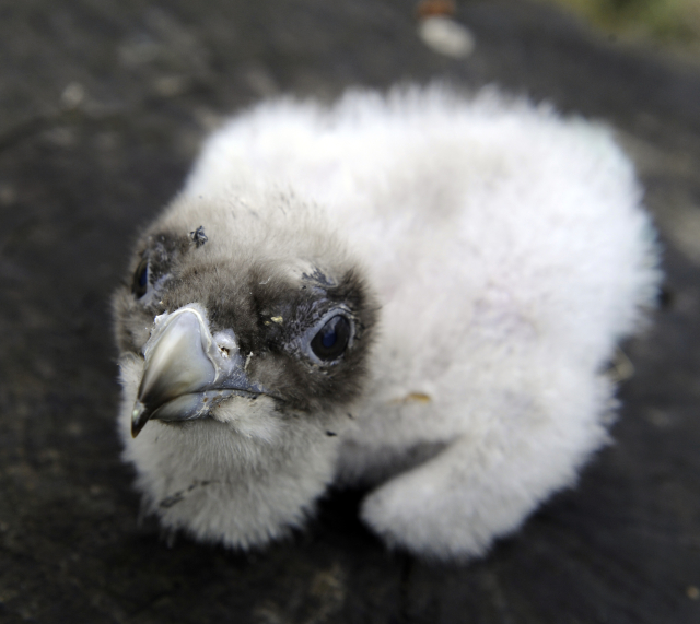 V ostravské zoo se doposud narodilo již třináct mláďat orlosupa bradatého. V ostravské zoo se doposud narodilo již třináct mláďat orlosupa bradatého.