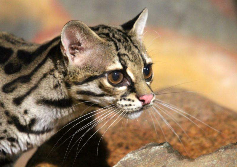 Ocelot dlouhoocasý neboli margay.