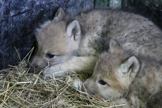 V lidské péči se vlci arktičtí dožívají až dvaceti let. V lidské péči se vlci arktičtí dožívají až dvaceti let.