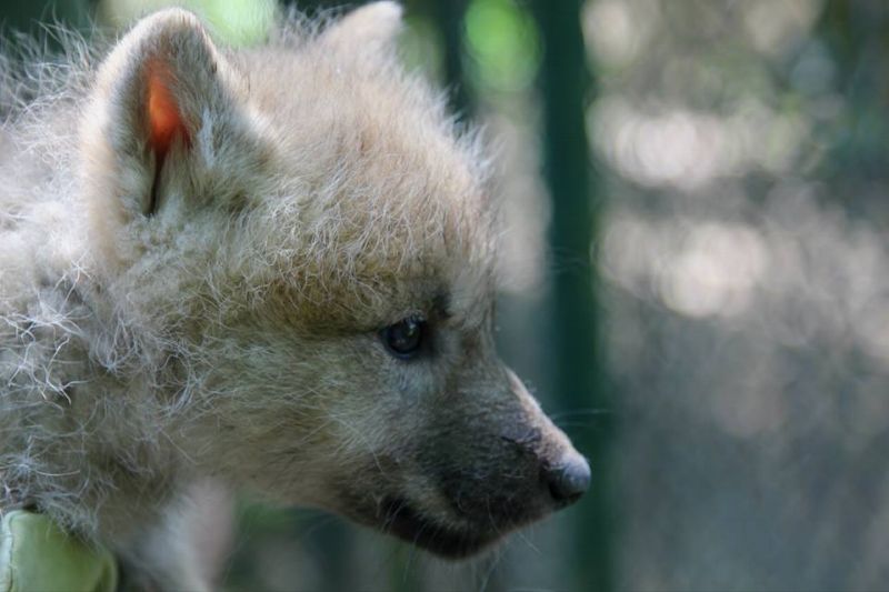Vlčí smečka se rozrostla o jednoho samce a čtyři samičky. Vlčí smečka se rozrostla o jednoho samce a čtyři samičky.