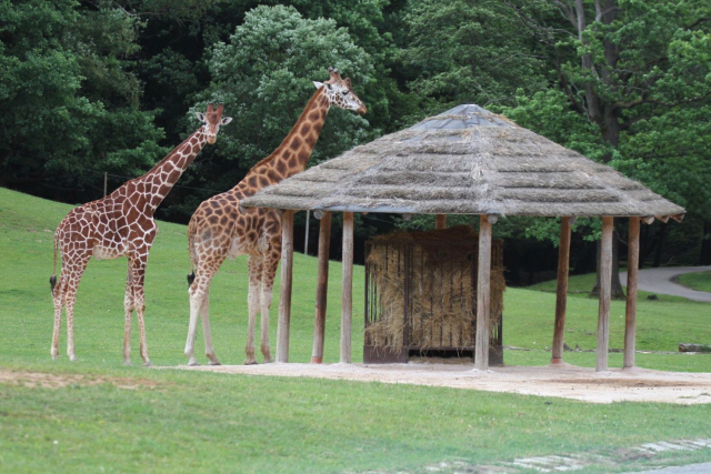 Návštěvníci safari mohou při projížďce spatřit dva žirafí samce. Návštěvníci safari mohou při projížďce spatřit dva žirafí samce.