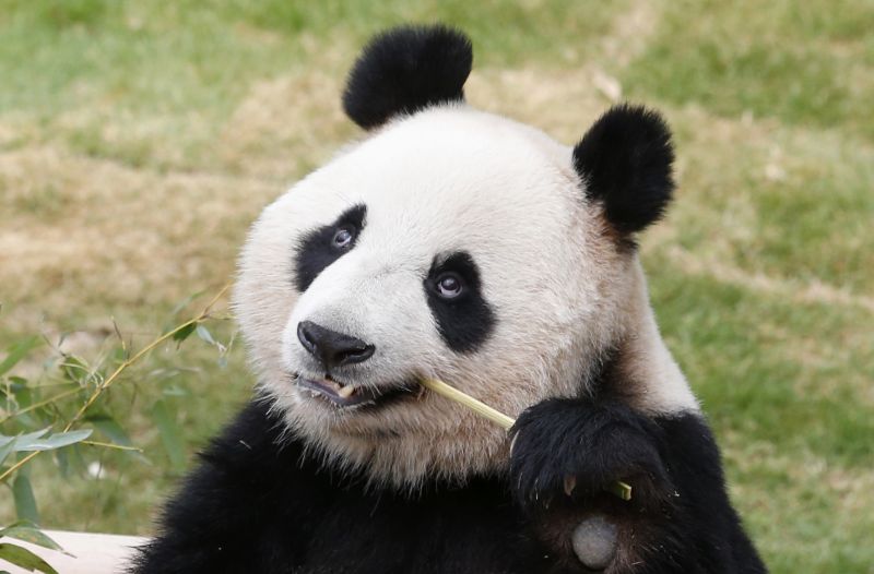 Panda velká. Panda velká.