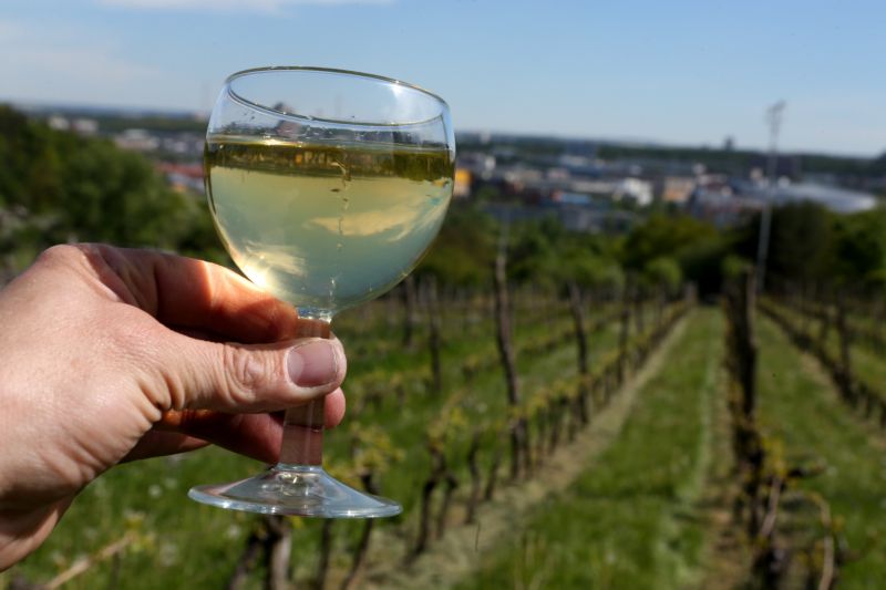 Letos soutěží vína nejen z Čech, ale i ze Slovenska, Austrálie, Itálie či Nového Zélandu. Letos soutěží vína nejen z Čech, ale i ze Slovenska, Austrálie, Itálie či Nového Zélandu.