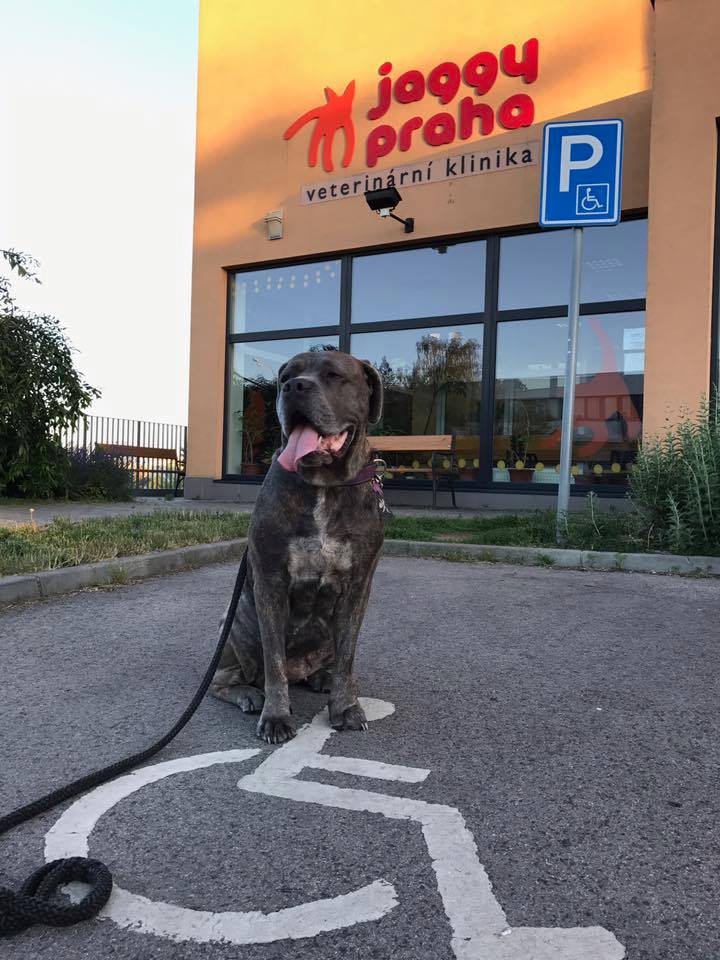 Fenečka už má operaci za sebou.