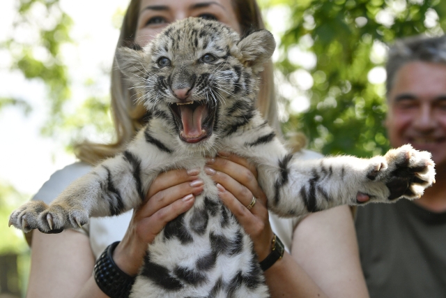 V hodonínské zoo se mláďata tygrům ussurijským narodila již podruhé (ilustrační foto). V hodonínské zoo se mláďata tygrům ussurijským narodila již podruhé (ilustrační foto).