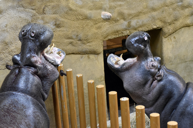 Návštěvníci budou moci poznat život v zoo po zavírací době. Návštěvníci budou moci poznat život v zoo po zavírací době.
