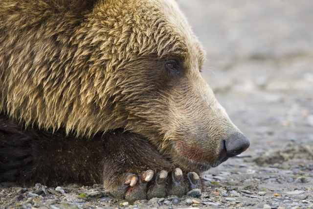 Medvěd grizzly již nebude patřit mezi ohrožené druhy. Medvěd grizzly již nebude patřit mezi ohrožené druhy.