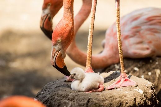 Ostravská zoo celkem odchovala už 70 mláďat plameňáků.