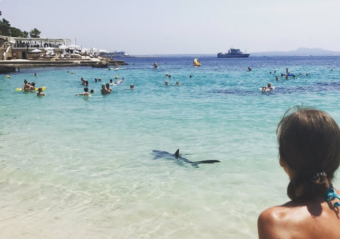 Žralok vyděsil stovky lidí na plážích na jihozápadě ostrova Mallorca. Žralok vyděsil stovky lidí na plážích na jihozápadě ostrova Mallorca.