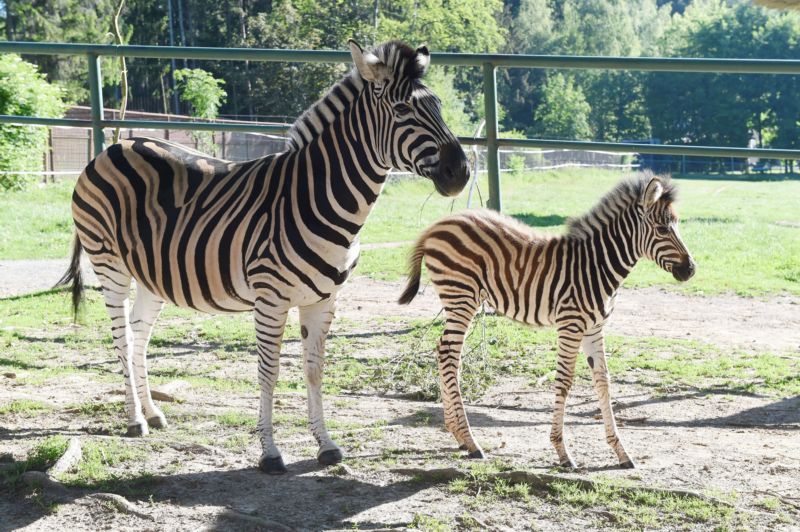 Jedničkáři budou mít vstup zdarma do olomoucké zoo.