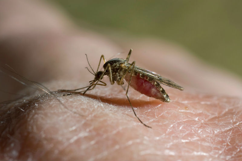 Srí Lanka se potýká s dosud nejhorší epidemií horečky dengue (ilustrační foto).