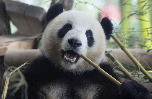 Panda v berlínské zoo.