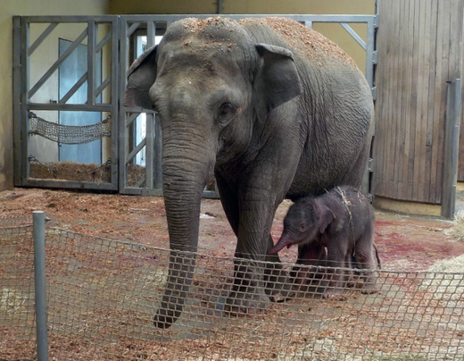 Slonice Vishesh porodila 8. července v ostravské zoologické zahradě mládě.