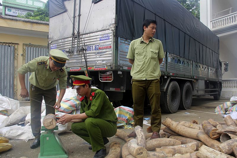V sobotu vietnamští policisté našli zásilku 2,7 tuny sloních klů ukrytých v krabicích s ovocem v kamionu v provincii Thanh Hoa.