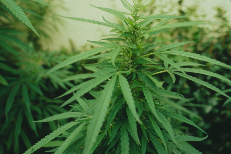 Marihuana (ilustrační foto).