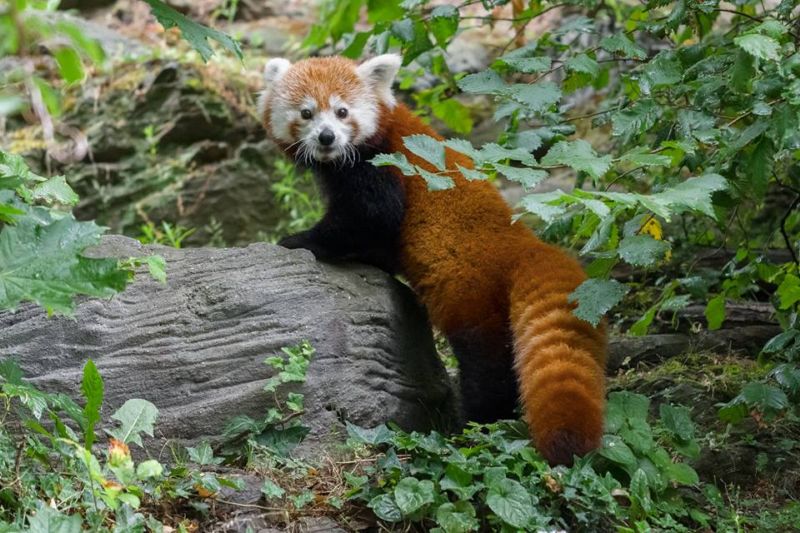 Roční samička Wilma přicestovala do pražské zoo ze Švédska. Roční samička Wilma přicestovala do pražské zoo ze Švédska.