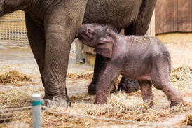 8. července 2017 se v zoo narodilo mládě slona indického.