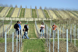 Během slavností je možno také absolvovat stezku mezi vinicemi Velkých Bílovic.