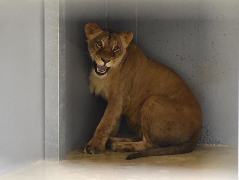 V brněnské zoo čeká na Lolka samice Kivu, která přijela z Ústí nad Labem. V brněnské zoo čeká na Lolka samice Kivu, která přijela z Ústí nad Labem.
