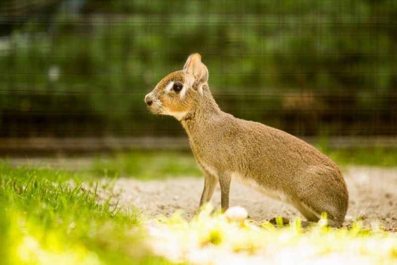 Ostravská zoo získala dvě samice ze zoo Praha. Ostravská zoo získala dvě samice ze zoo Praha.