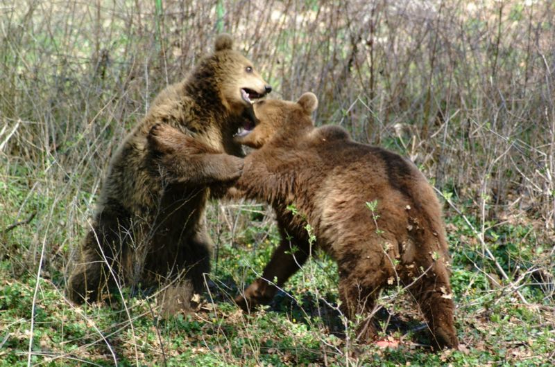 Medvědi v zoo Košice.