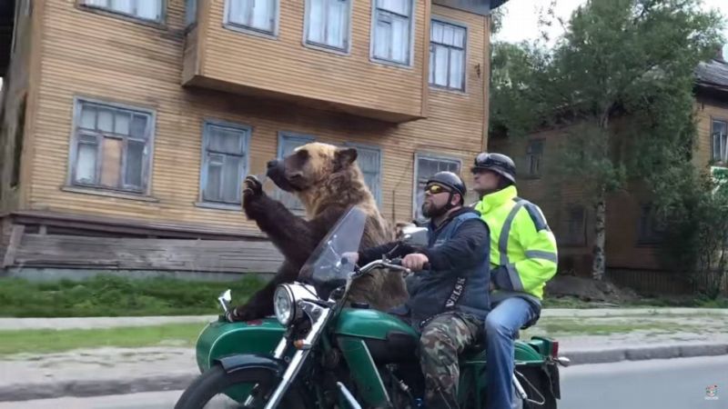 Medvěd na motorce šokoval ostatní řidiče.
