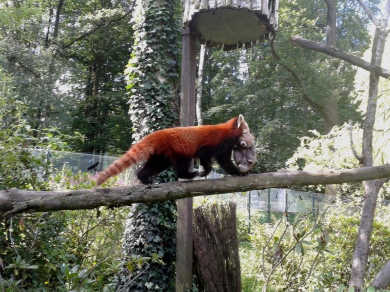 Mládě pand červených v zoo Ostrava. Mládě pand červených v zoo Ostrava.