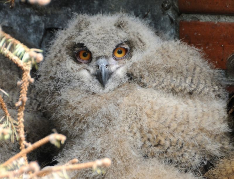 Zoo Ostrava vypustí do volné přírody dvě úspěšně odchovaná mláďata výrů velkých.