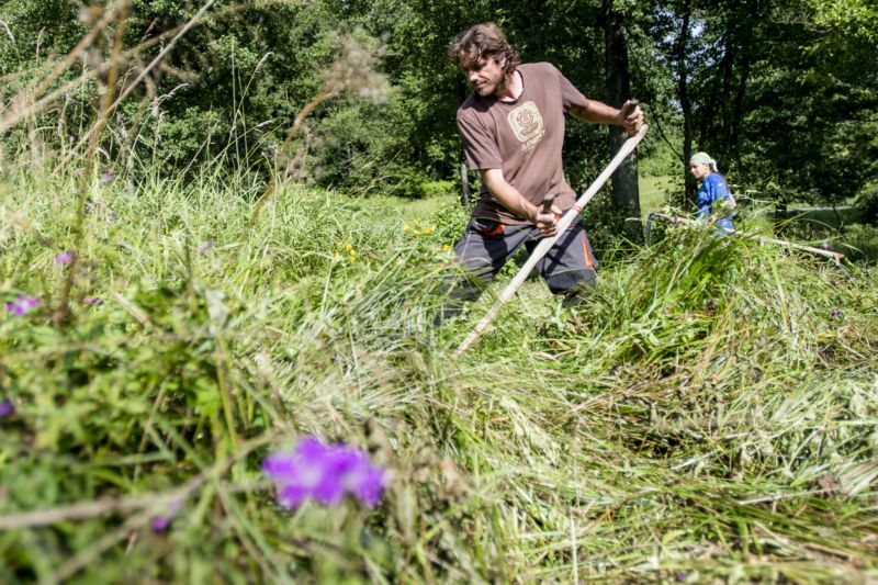 Účastníci tábora sečou osm vzácných orchidejových luk. Účastníci tábora sečou osm vzácných orchidejových luk.