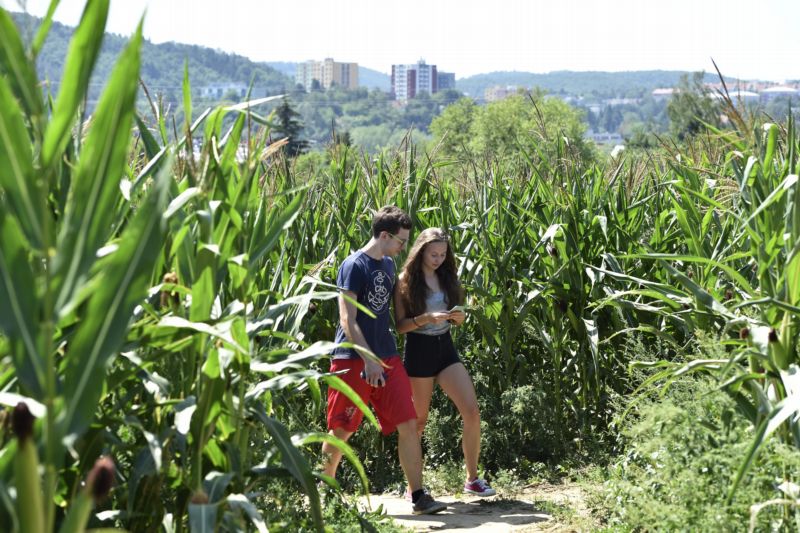 Na jižní Moravě vznikla kukuřiční bludiště například v Břeclavi a Brně. Na jižní Moravě vznikla kukuřiční bludiště například v Břeclavi a Brně.