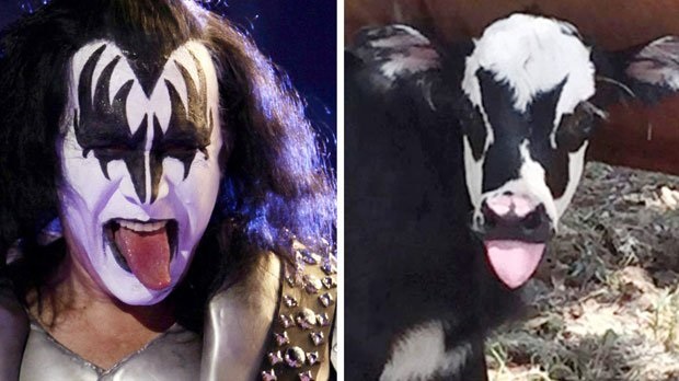 Frontman skupiny Kiss Gene Simmons a texaské tele.